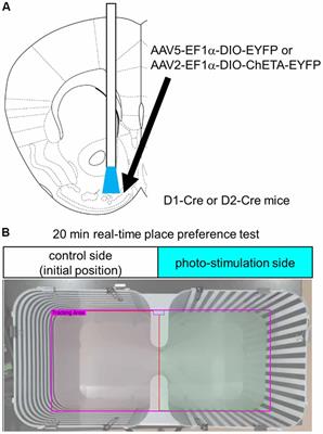 Opposing Roles of Dopamine Receptor D1- and D2-Expressing Neurons in the Anteromedial Olfactory Tubercle in Acquisition of Place Preference in Mice